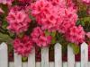 Rhododendron and Fence, Reedsport, Oregon